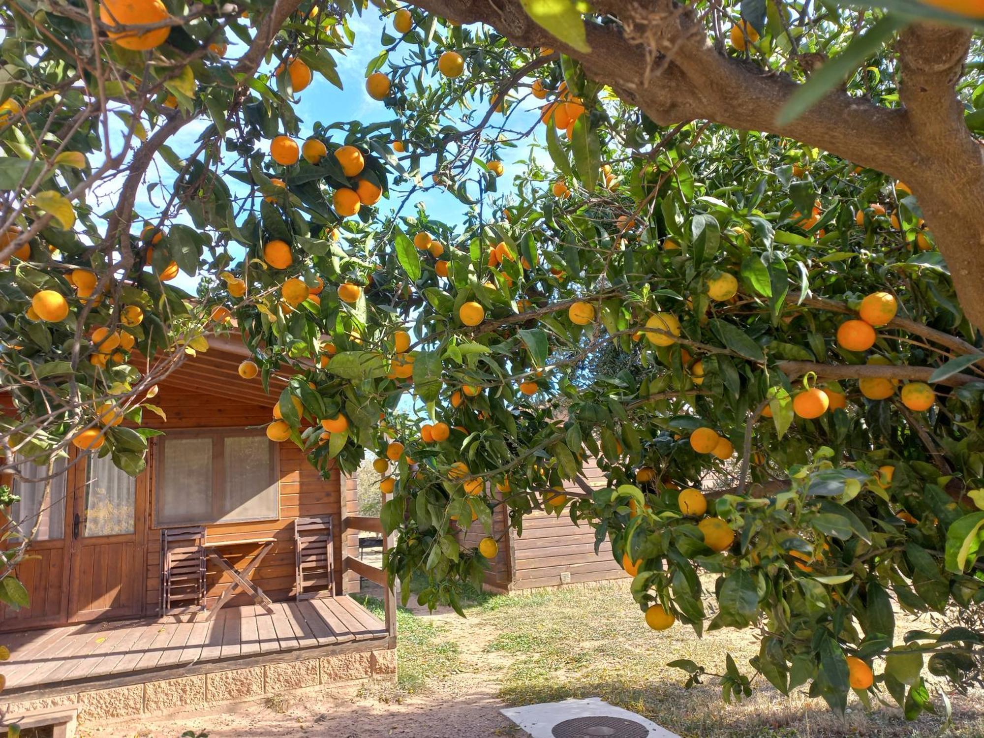 Ecologic Vinyols Camp Hotel Vinyols i Els Arcs Bagian luar foto